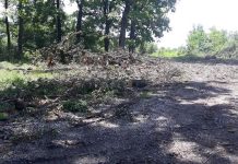 Mii de semnături pentru oprirea defrișărilor din pădurea Drăgoieni! Petiția a ajuns la PREFECT!