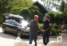 Managerul Temelescu, atras de lupii alsacieni