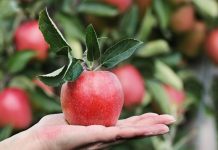 Olanda caută culegători de mere și pere, prin EURES România