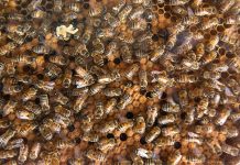 Ce afecţiuni vindecă veninul de albine