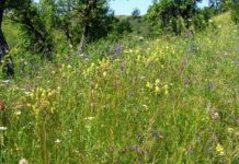 Vezi ce boli poți vindeca cu florile de fân