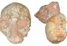 O fosilă scoate la iveală dovezi mult mai vechi ale plecării oamenilor din Africa