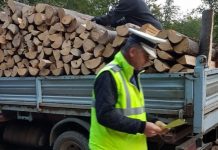 Transport ilegal de lemn, oprit pe drumul forestier Pârgavu