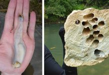 Descoperire unică în Filipine: Moluștele care mănâncă piatră și excretează nisip