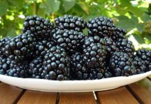 Festivalul murelor, la Roşia de Amaradia