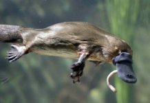 Ornitorincul, animalul despre care zoologii credeau că e o farsă
