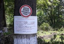 Romsilva: recoltarea masei lemnoase din Pădurea Drăgoieni este autorizată