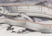 Peștele-panglică, creatura care dă alarma de tsunami în Japonia