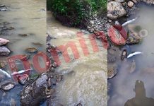 Mor peștii pe Blahnița din cauza poluării! Garda de Mediu tolerează activitatea poluatorului din Crasna
