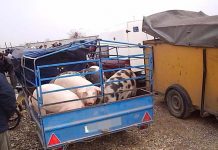 PESTA PORCINĂ din judeţele învecinate a ÎNCHIS TÂRGUL de animale de Sfântul Ilie de la Polovragi