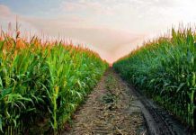 Agricultura pe înțelesul tuturor – Protejarea culturilor de excesul stagnant de apă