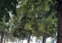 Cu porcii la … păscut