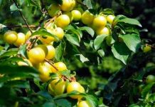 Efectele uimitoare ale corcoduşelor pentru sănătate. Cum trebuie CONSUMATE