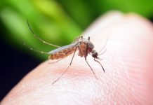 Principalele măsuri necesare pentru prevenirea infectărilor cauzate de înţepăturile de ţânţari