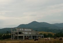 Stadionul abandonat de la Peștișani, locul preferat pentru vacile localnicilor