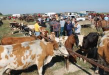 Cinci bărbați reținuți pentru că s-au bătut în târgul din Drăgotești