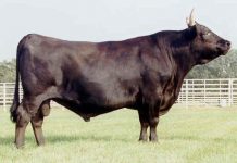 Apelul disperat la 112 al unui gorjean: „Am şi eu două vaci şi a venit un bou, mi-a rupt gardul şi vine la vacile mele“