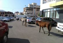 90 de amenzi pentru lăsarea în libertate a animalelor