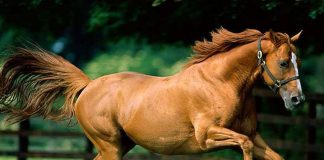 Cetățean amendat pentru că a lăsat liberi trei cai pe străzile din Târgu Jiu
