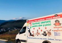 Autoritățile din Novaci și Baia de Fier, acuzate că nu au sprijinit acțiunea de sterilizare gratuită a câinilor