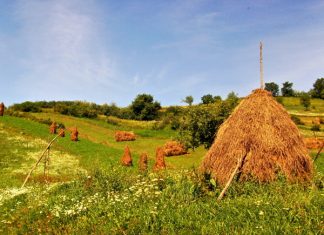 Bărbat reținut pentru distrugere prin incendiere