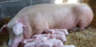 Primul caz de pestă porcină africană, depistat în Gorj