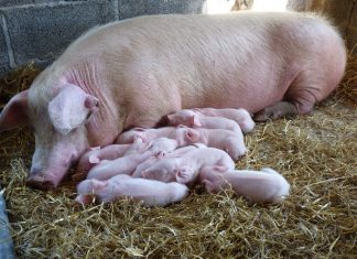 Primul caz de pestă porcină africană, depistat în Gorj