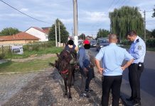 212 sancțiuni contravenționale aplicate de polițiștii locali, în prima jumătate a anului