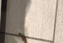 Târgu-Jiu :Șopârlă la mall, printre rafturi