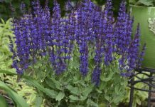 Salvia: tratează și vindecă de zeci de ani