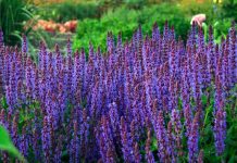 Salvia, planta care îți reglează tensiunea