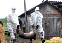 Creştere URIAŞĂ a focarelor de pestă porcină. SUTE de localităţi sunt afectate