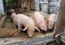 Focare de pestă porcină africană evoluează în 10 localităţi din Gorj https://gorjeanul.ro/