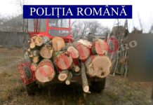 Bărbat din Pocruia sancționat pentru transport ilegal de lemne!