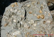 Noroc bun la cochilii de scoici şi melci găsite la cariera Gârla