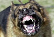 Bărbat împușcat de polițiști, după ce i-a atacat cu furca și a asmuțit câinele asupra lor https://gorjeanul.ro/