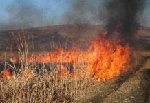 Gorj/ Incendiu la vegetație uscată, pe o suprafață de 30 de hectare, la Câmpu Mare