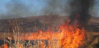 Gorj/ Incendiu la vegetație uscată, pe o suprafață de 30 de hectare, la Câmpu Mare
