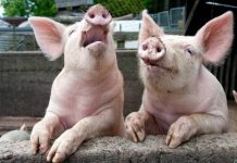 Au început să vină despăgubirile pentru porcii uciși din cauza peste porcine africane. Cine sunt primii beneficiari