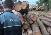 Amendat după ce a furat o cantitate mare de lemn