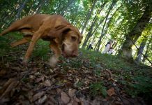 Bărbat reținut după scandalul pentru trufe https://gorjeanul.ro/