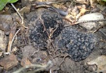 Trufele sau diamantele pământului, o afacere de zeci de mii de euro