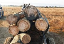 Prins cu lemne furate. A fost amendat cu 5.000 de lei