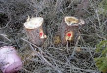 A marcat ilegal zeci de arbori