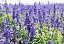 Isop (Hyssopus officinalis) – beneficii şi proprietăţi https://gorjeanul.ro/