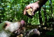 Hunedoreni răniți grav la cules de trufe! Uneia dintre victime i s-au tăiat degetele cu maceta https://gorjeanul.ro/