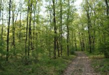 Scandal cu două victime într-o pădure din Bengești. Ce s-a întâmplat!