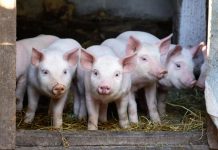 Noi focare de pestă porcină. Suspiciune la Stănești