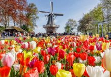 Olanda își schimbă numele