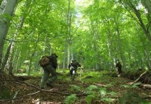 Peste 70 de arbori marcați și tăiați ilegal într-o pădure din Novaci